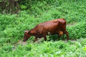 7011535-ganado-de-pastos-de-vaca-en-el-bosque-verde--bos-taurus