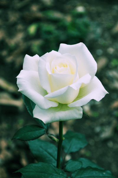 rosa-blanca-white-rose-flores-de-mi-jardín-josé-luis-avila-herrera