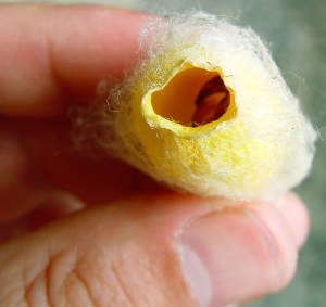 2521221305_dd7073d3ac_z